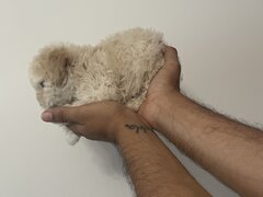 Maltipoo