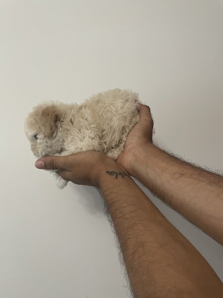 Maltipoo,