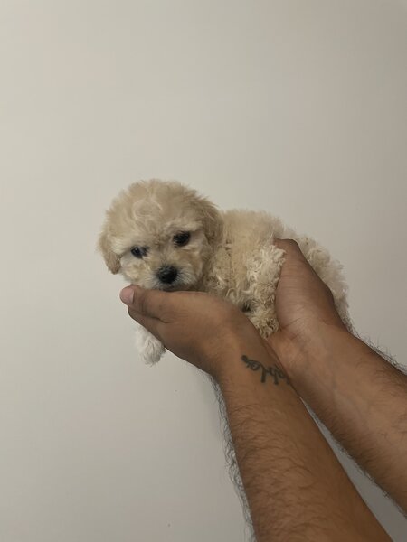 Maltipoo,