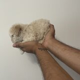 Maltipoo