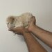 Maltipoo,