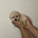 Maltipoo,